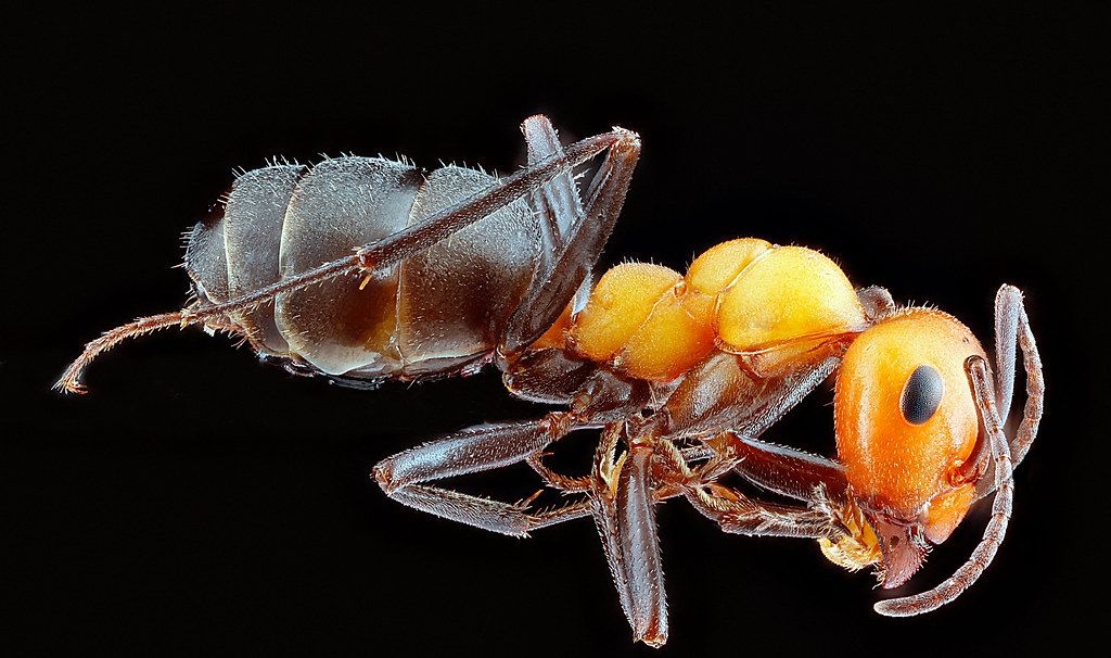 Ant Control service in Maricopa, AZ