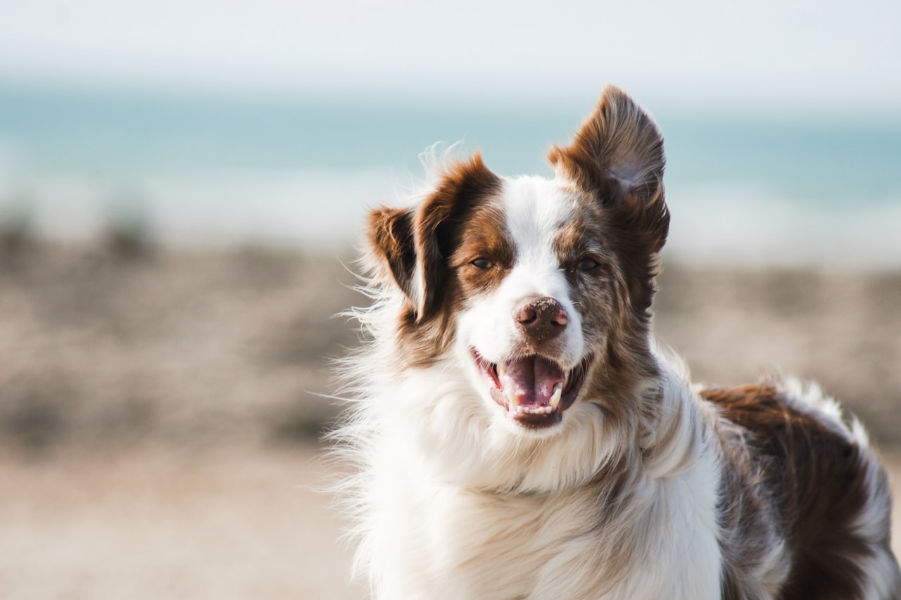 Flea & Tick Control service in Maricopa, AZ