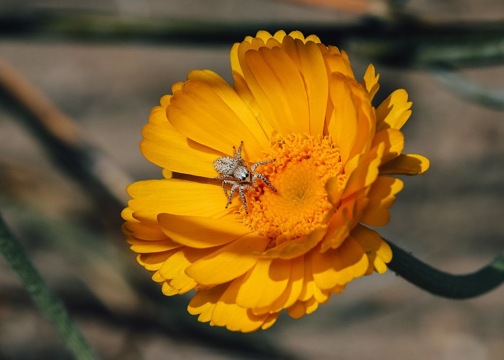 Spider Control service in Maricopa, AZ